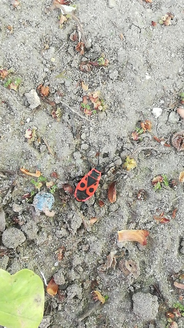 Pyrrhocoris apterus - verőköltő poloska