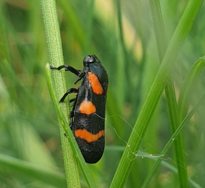 Cercopis arcuata/sanguinolenta