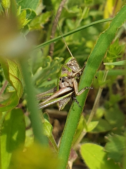 Decticus verrucivorus - szemölcsevő szöcske