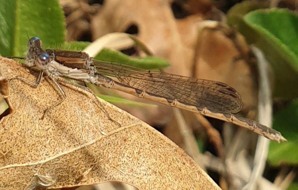 Sympecma fusca - téli rablószitakötő