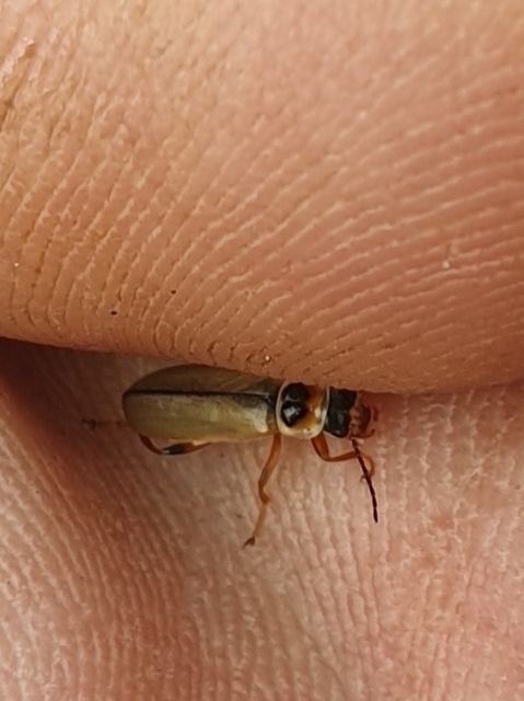 Metacantharis clypeata - tavaszi lágybogár