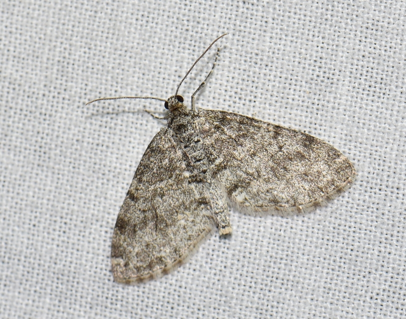 Lobophora halterata - szárnyfüggelékes araszoló