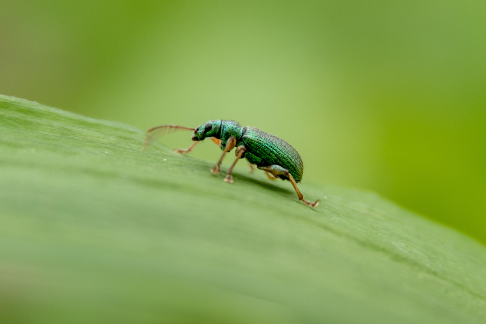 Phyllobius argentatus - ezüstös levélormányos