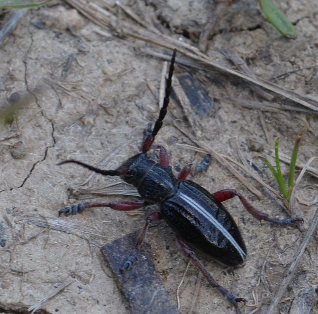 Dorcadion pedestre - kétsávos gyalogcincér