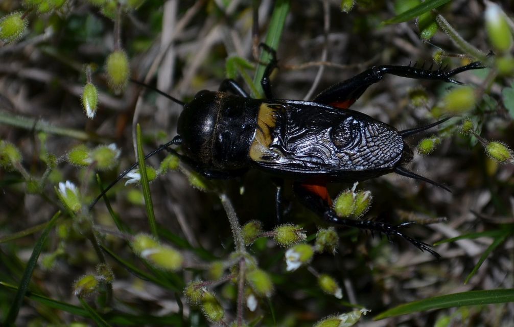 Gryllus campestris - mezei tücsök