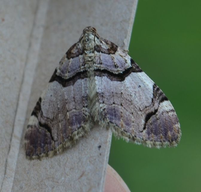 Anticlea derivata - vadrózsa-tarkaaraszoló
