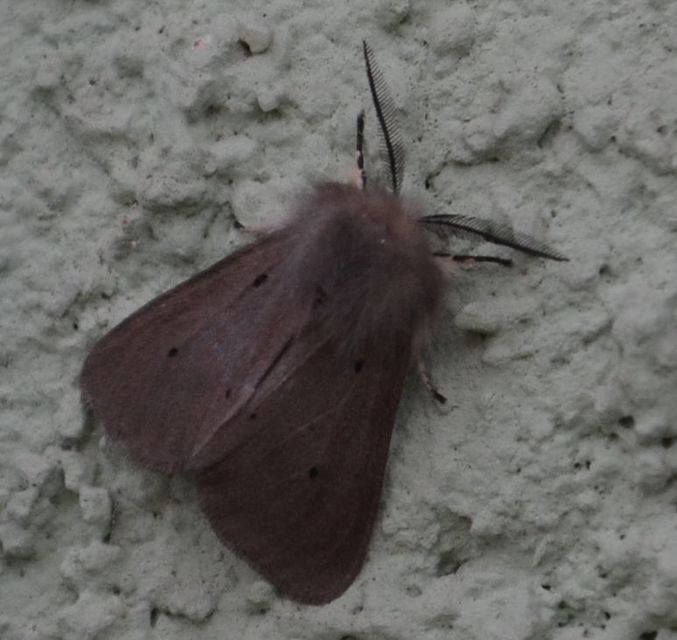 Diaphora mendica - felemás medvelepke