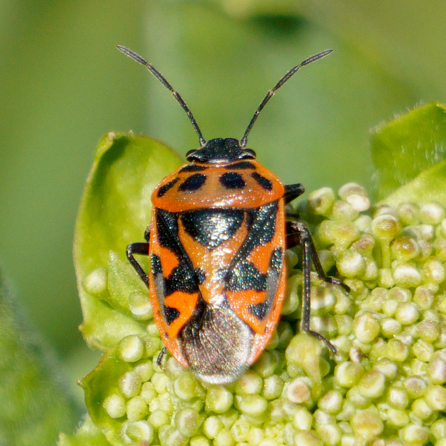 Eurydema ornata - díszespoloska