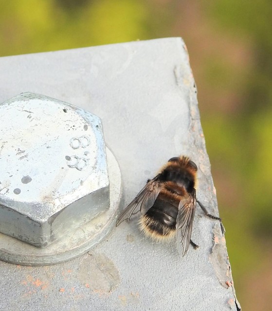 Cephenemyia auribarbis - szarvas-garatbagócs