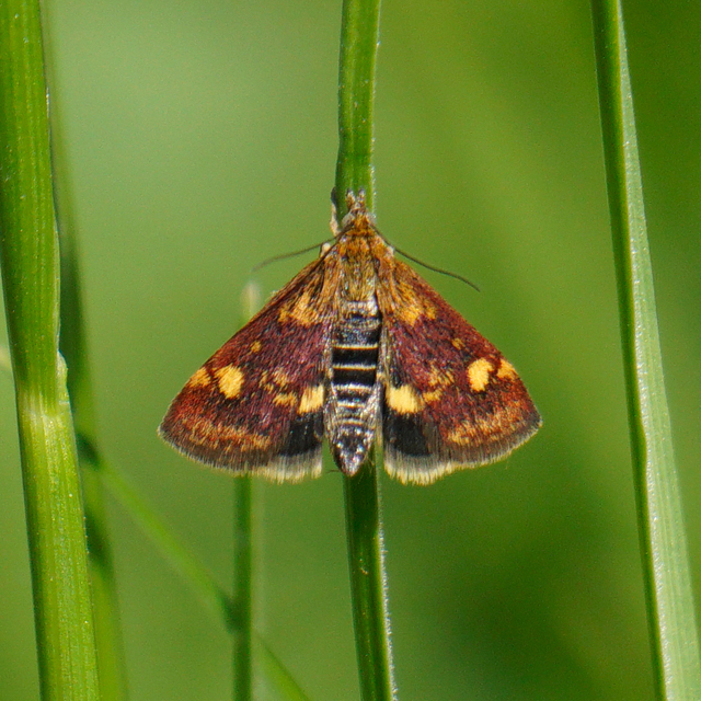 Pyrausta aurata - aranyló bíbormoly