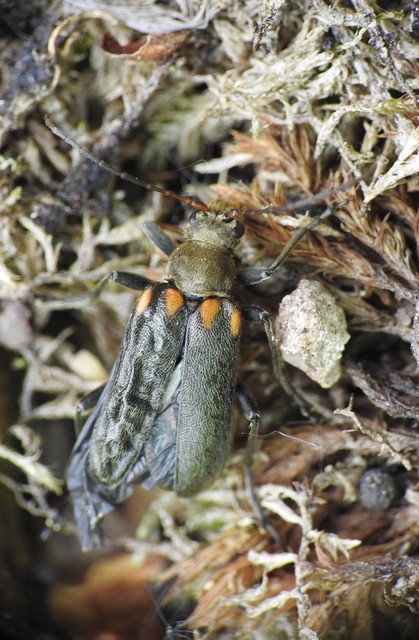 Cortodera humeralis - négyfoltos cserjecincér