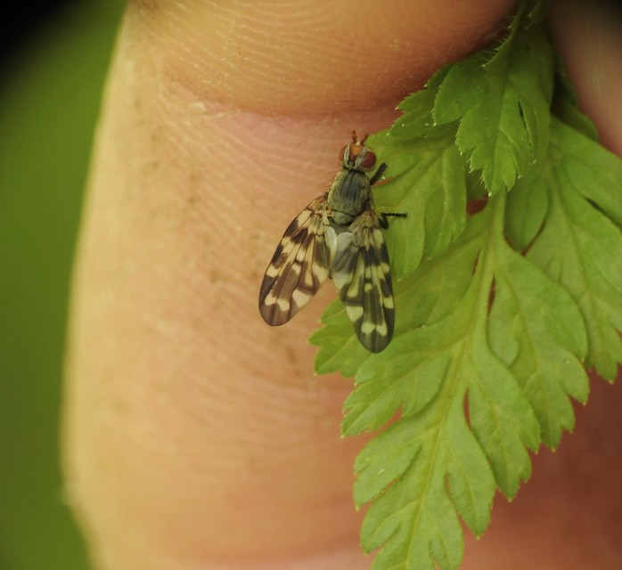 Otites centralis/guttata