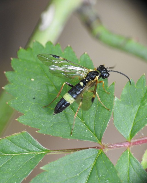 Hymenoptera - Hártyásszárnyúak