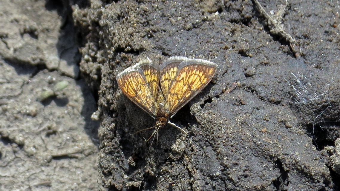 Ecpyrrhorrhoe rubiginalis - rozsdavörös tűzmoly