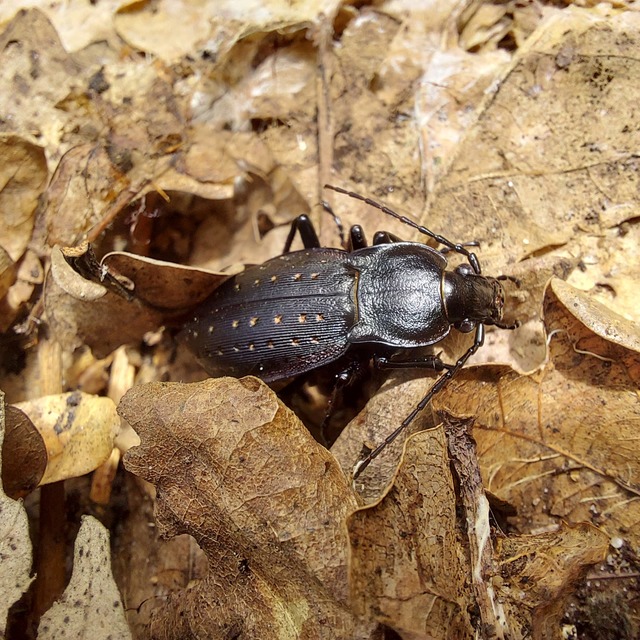 Carabus hortensis - aranypettyes futrinka Carabus hortensis - aranypettyes futrinka