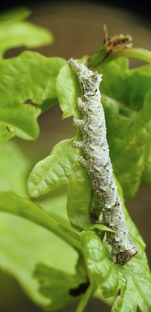 Allophyes oxyacanthae - galagonyabagoly
