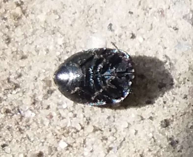 Thyreocoris