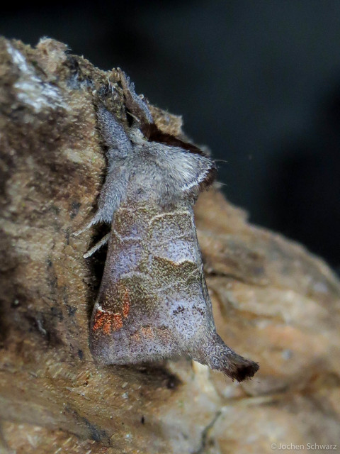 Clostera pigra - apró levélszövő