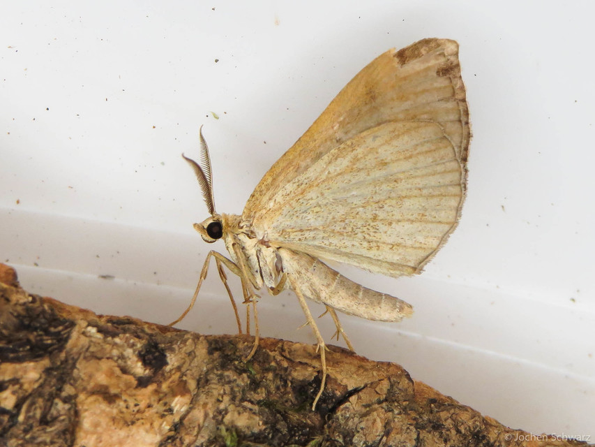 Scotopteryx chenopodiata - libatop-araszoló