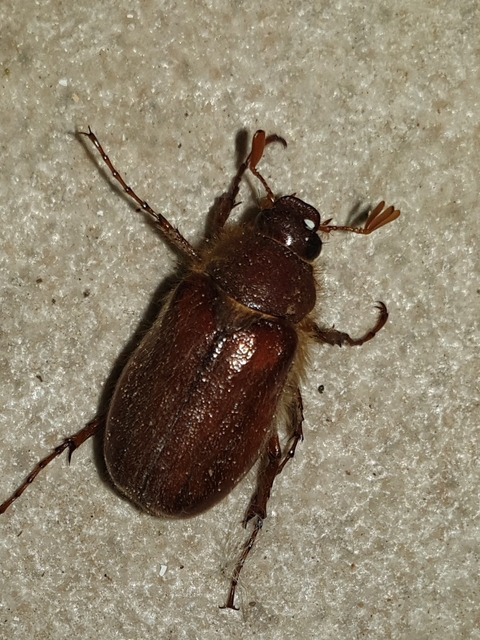Holochelus vernus - tavaszi cserebogár