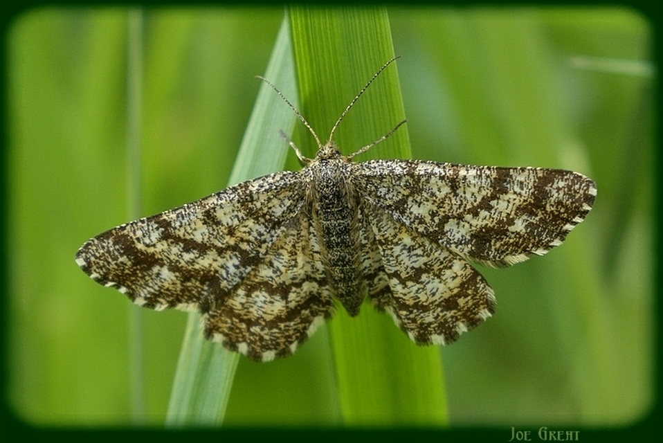 Ematurga atomaria - barna rétiaraszoló