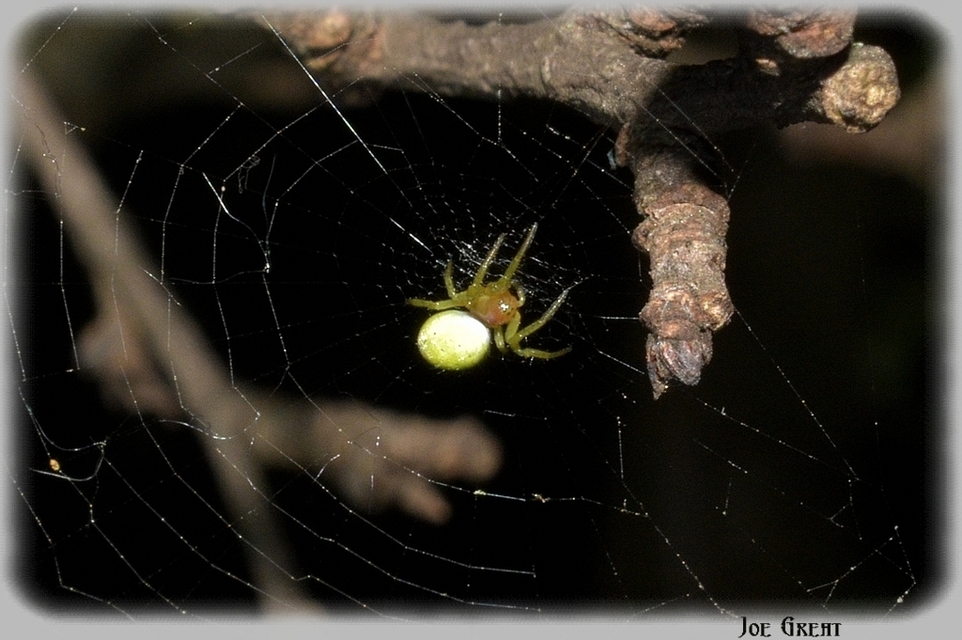 Araneae - Pókok