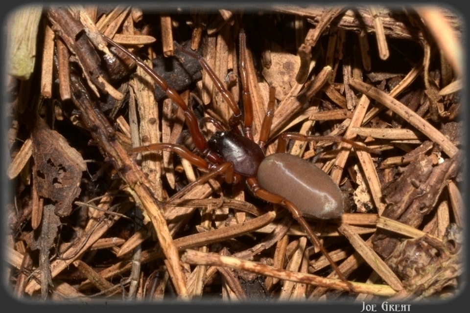 Araneae - Pókok