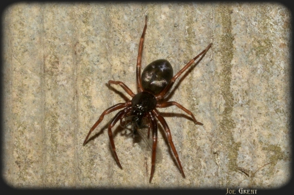 Araneae - Pókok