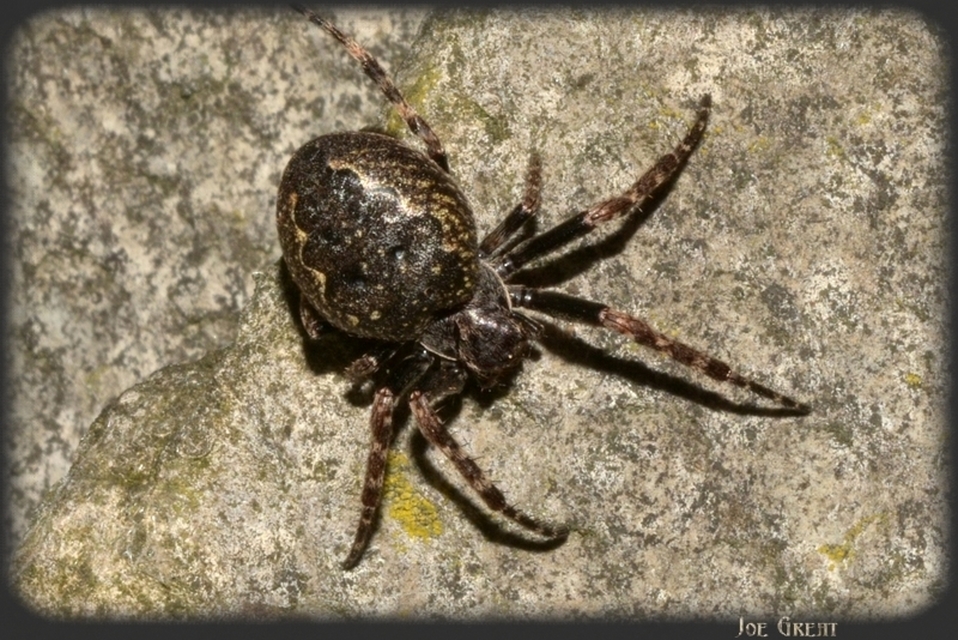 Araneae - Pókok