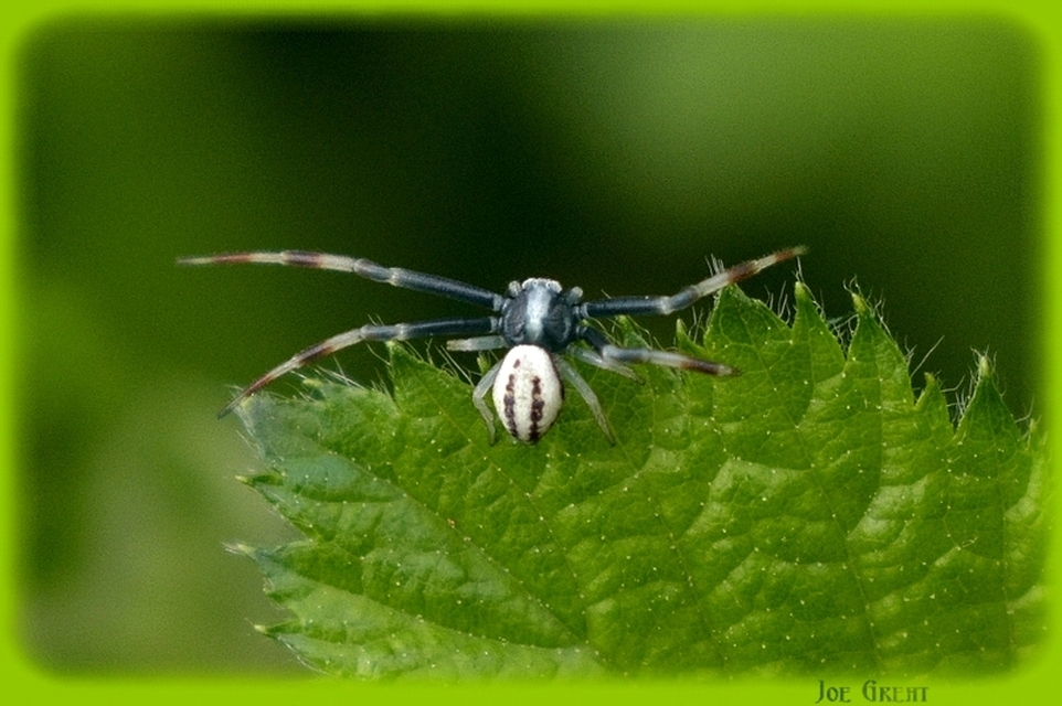 Araneae - Pókok
