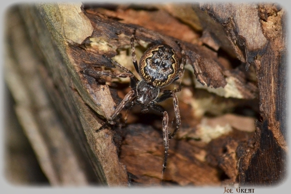 Araneae - Pókok
