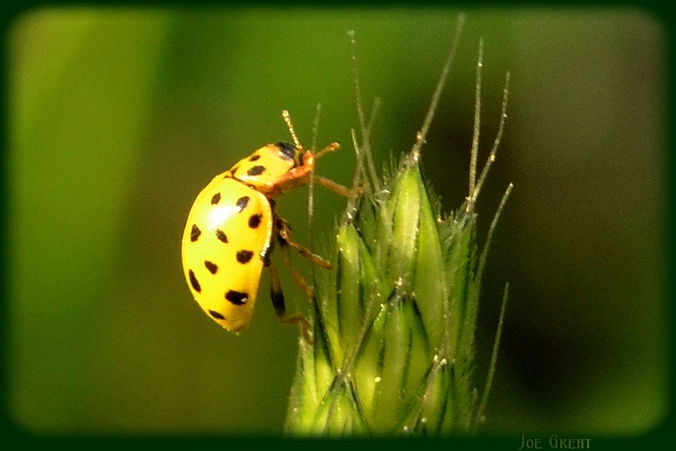 Psyllobora vigintiduopunctata - huszonkétpettyes katica