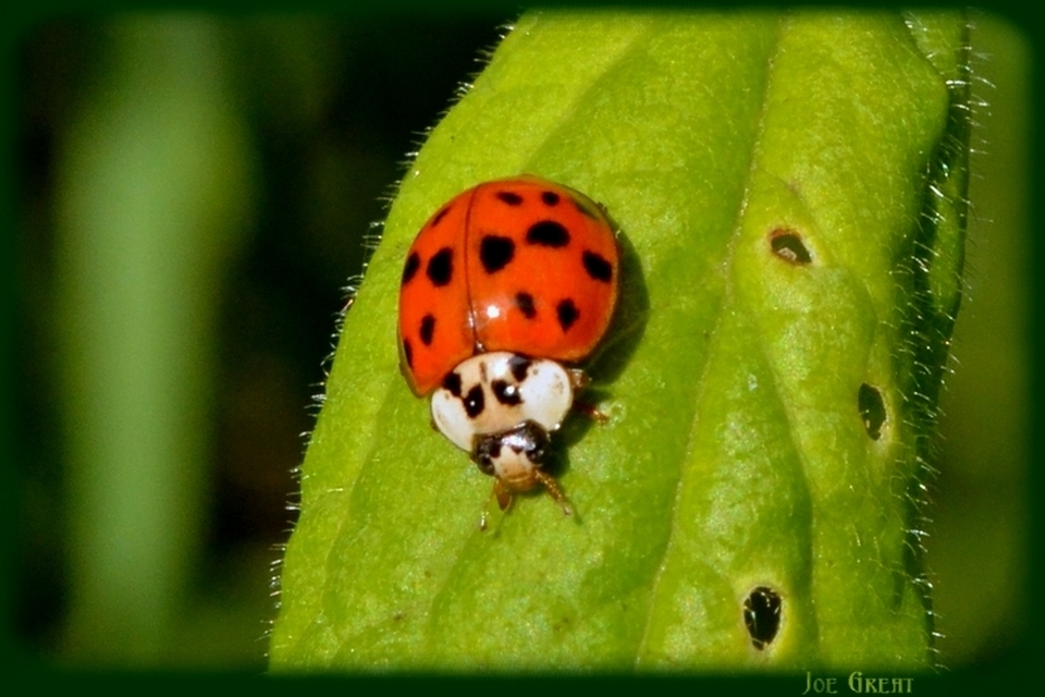 Harmonia axyridis - harlekinkatica