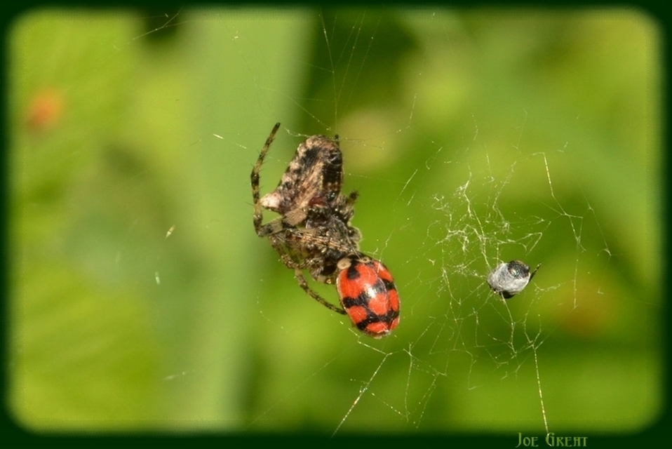 Adalia decempunctata - tízpettyes katica