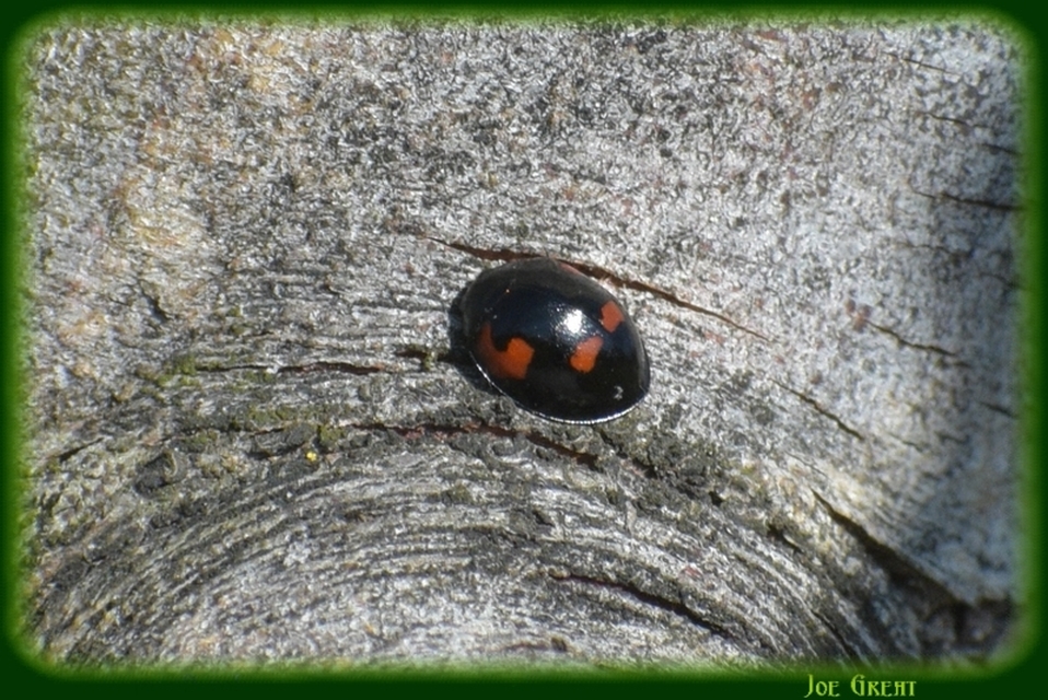 Exochomus quadripustulatus - négyfoltos szerecsenkata