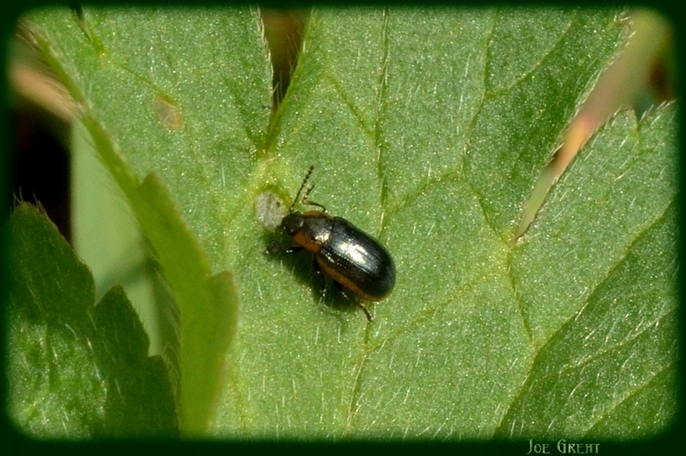 Prasocuris marginella - szegélyes boglárkalevelész