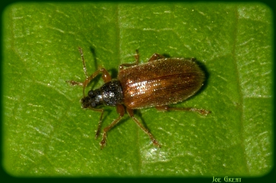 Phyllobius oblongus - közönséges levélormányos