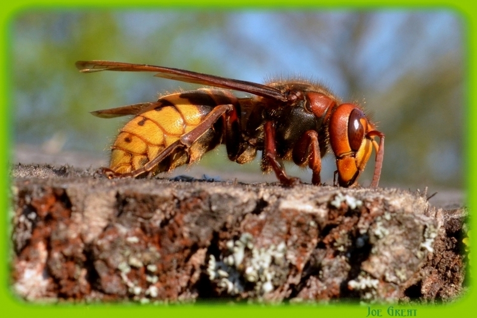 Vespa crabro - lódarázs