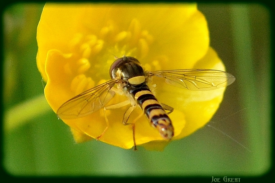 Sphaerophoria