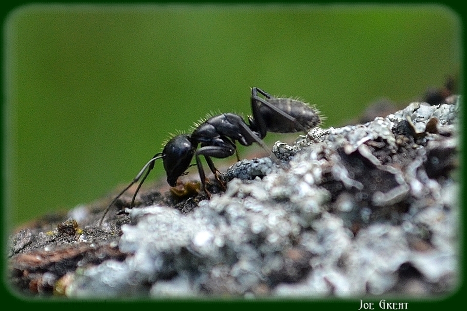 Camponotus vagus - fekete lóhangya