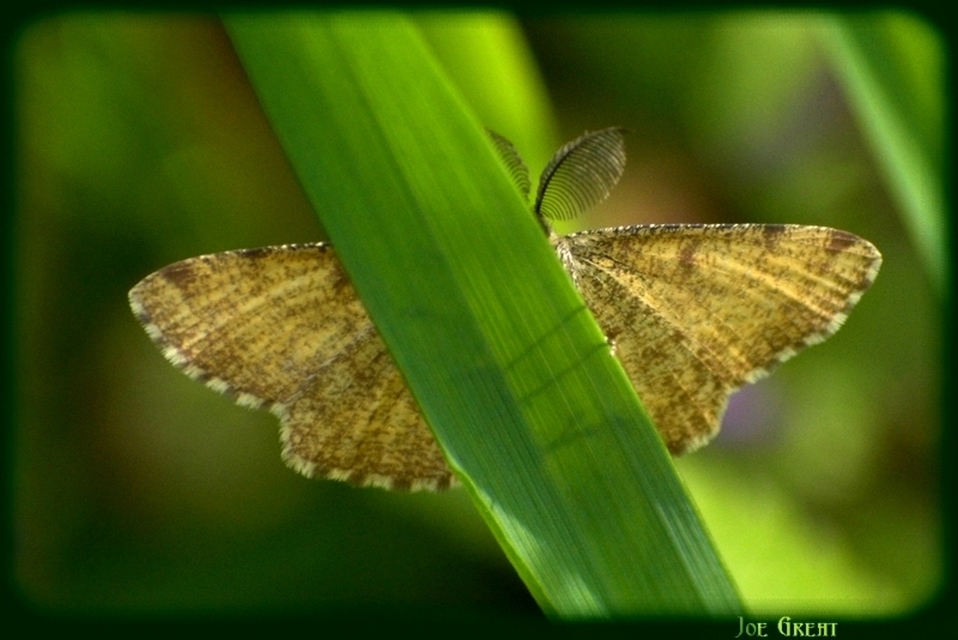 Ematurga atomaria - barna rétiaraszoló