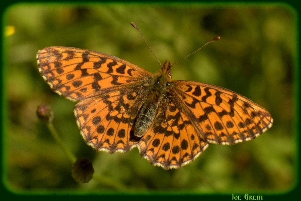 Boloria dia - kis gyöngyházlepke