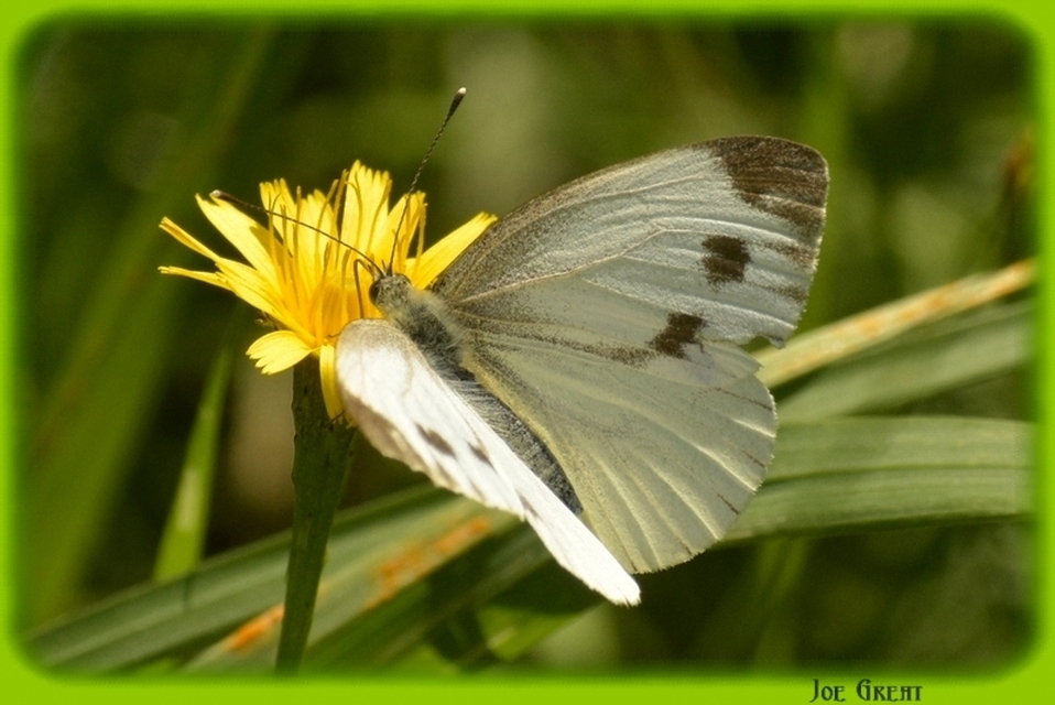 Pieris napi - repcelepke