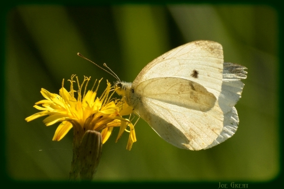 Pieris rapae - répalepke
