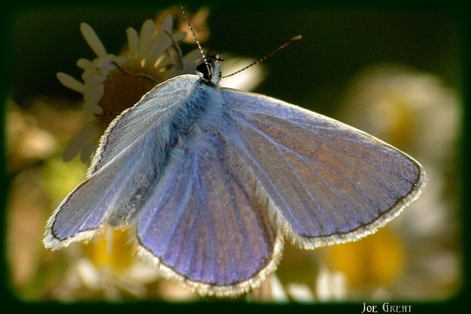 Polyommatus icarus - közönséges boglárka