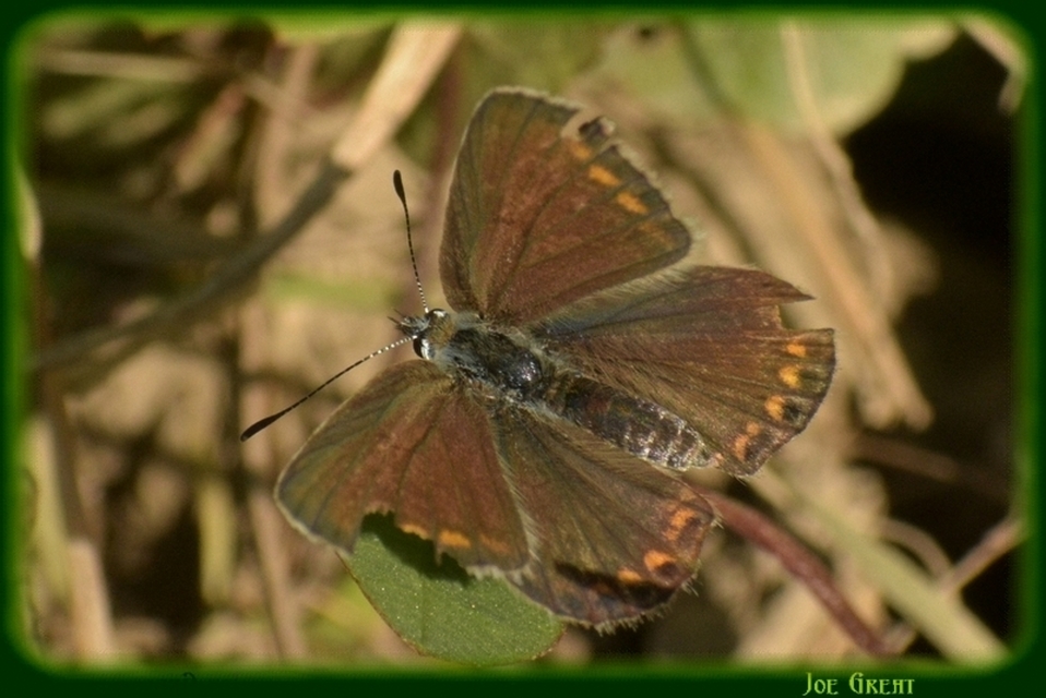Polyommatus icarus - közönséges boglárka