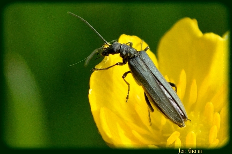 Oedemera