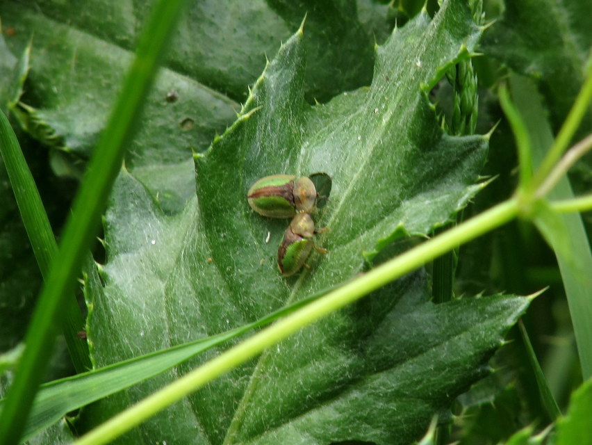 Cassida Cassida