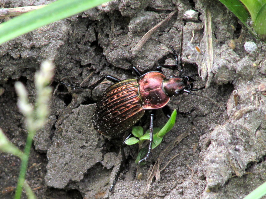 Carabus ulrichii - rezes futrinka Carabus ulrichii - rezes futrinka