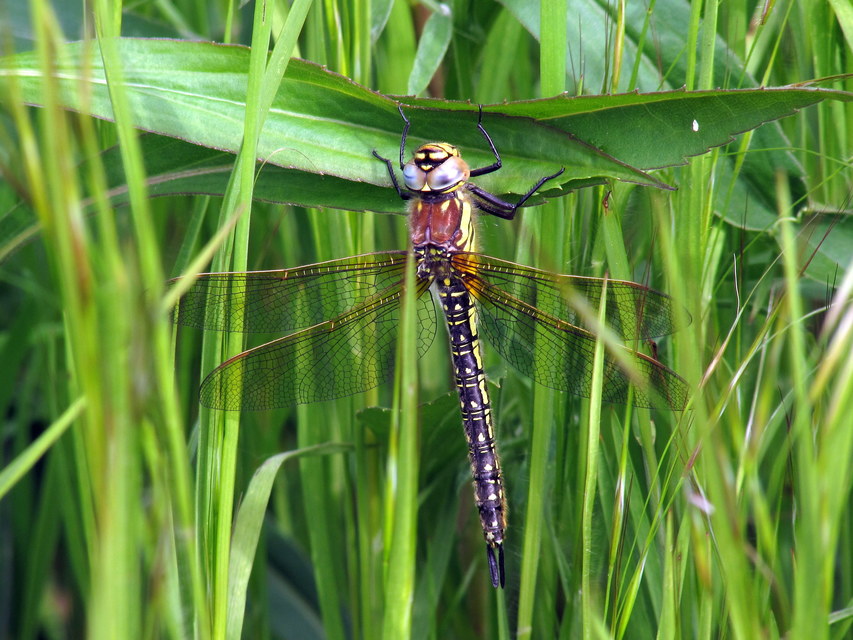 Brachytron pratense - szőrös karcsúacsa